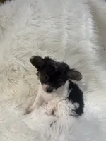 Tiny, a male Chihuahua for sale in Fort Smith, AR – 5 of 5