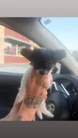 Tiny, a male Chihuahua for sale in Fort Smith, AR – 4 of 5