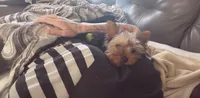 Benny, a male Yorkshire Terrier for sale in Fort Smith, AR – 1 of 7