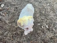 Snow White , a female Maltipoo for sale in San Antonio, TX – Photo 5 of 7