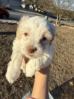Snow White , a female Maltipoo for sale in San Antonio, TX – Photo 1 of 7
