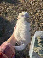 Snow White , a female Maltipoo for sale in San Antonio, TX – Photo 4 of 7