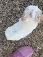 Snow White , a female Maltipoo for sale in San Antonio, TX – Photo 3 of 7