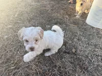 Snow White , a female Maltipoo for sale in San Antonio, TX – Photo 2 of 7