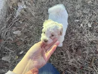 Snow White , a female Maltipoo for sale in San Antonio, TX – Photo 6 of 7