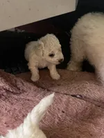 Unnamed, a male Bichon Frise for sale in Springfield, NJ – Photo 4 of 6