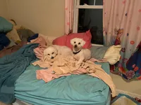 Unnamed, a male Bichon Frise for sale in Springfield, NJ – Photo 6 of 6