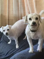 Unnamed, a male Bichon Frise for sale in Springfield, NJ – Photo 3 of 6