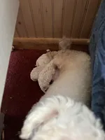 Unnamed, a male Bichon Frise for sale in Springfield, NJ – Photo 1 of 6