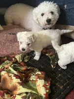 Unnamed, a male Bichon Frise for sale in Springfield, NJ – Photo 5 of 6