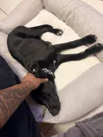 Luna, a female Alaskan Husky and Labrador Retriever for sale in Malabar, FL – 3 of 7