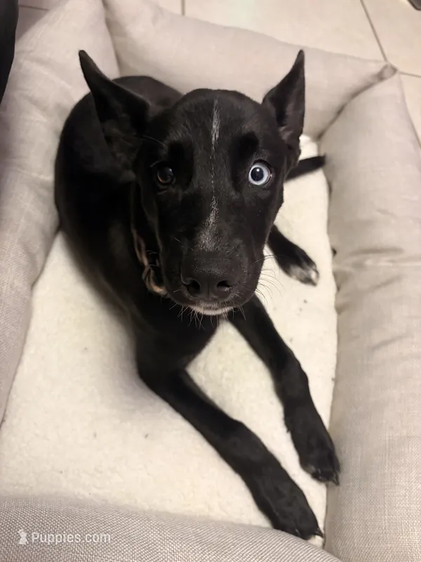 Luna – Alaskan Husky, Labrador Retriever puppy for sale in Malabar, FL