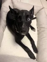Luna, a female Alaskan Husky and Labrador Retriever for sale in Malabar, FL – 1 of 7