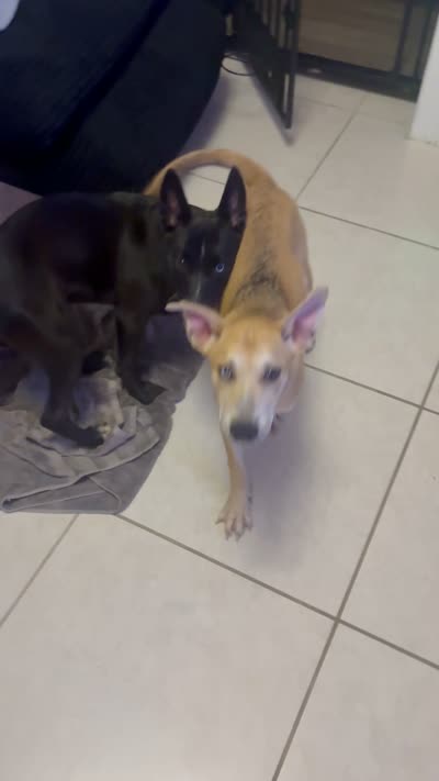 Luna, a female Alaskan Husky and Labrador Retriever for sale in Malabar, FL – 7 of 7