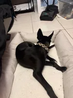 Luna, a female Alaskan Husky and Labrador Retriever for sale in Malabar, FL – 4 of 7