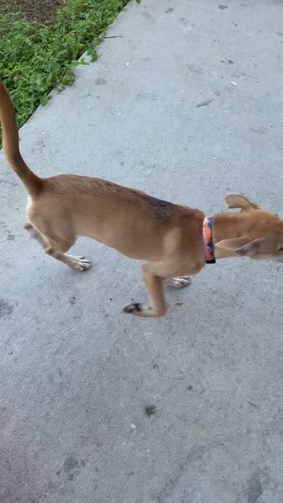 Sunshine, a female Alaskan Husky and Labrador Retriever for sale in Malabar, FL – 5 of 5