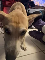 Sunshine, a female Alaskan Husky and Labrador Retriever for sale in Malabar, FL – 2 of 5