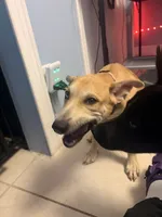Sunshine, a female Alaskan Husky and Labrador Retriever for sale in Malabar, FL – 4 of 5