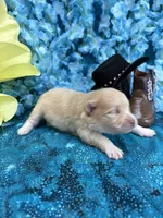 Treasure Boy , a male Pomeranian for sale in Inverness Highlands South, FL – 4 of 6