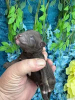 Chocolate boy , a male Poodle - Toy  for sale in Inverness Highlands South, FL – 3 of 4
