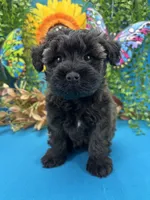 Blossom, a female Miniature Schnauzer for sale in Inverness Highlands South, FL – 7 of 10