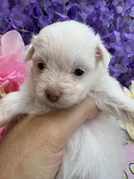 Snow White , a female Pomeranian and Poodle - Toy  for sale in Inverness Highlands South, FL – 7 of 7