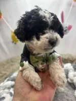 Sampson , a male Poodle - Toy  for sale in Inverness Highlands South, FL – 2 of 6