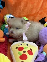 Delilah , a female Pomeranian for sale in Inverness Highlands South, FL – 4 of 8