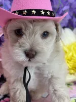 Dolly , a female Miniature Schnauzer for sale in Inverness Highlands South, FL – 3 of 8