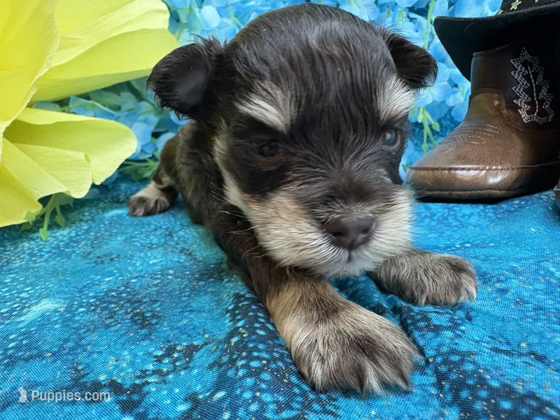 Champion  – Miniature Schnauzer puppy for sale in Inverness Highlands South, FL