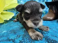 Champion , a male Miniature Schnauzer for sale in Inverness Highlands South, FL – 1 of 5