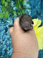 Chocolate girl , a female Poodle - Toy  for sale in Inverness Highlands South, FL – 2 of 4