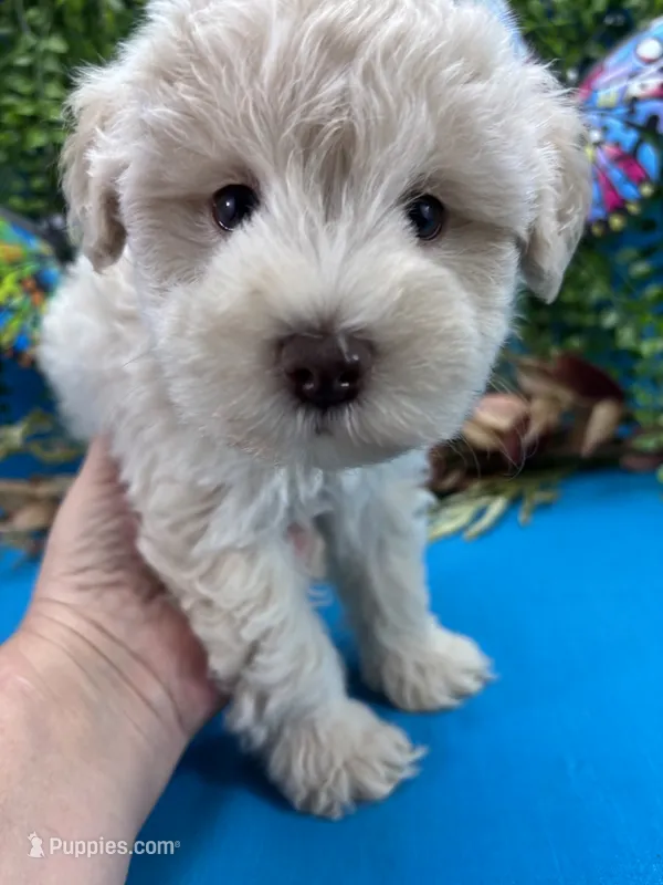 Blizzard  – Miniature Schnauzer puppy for sale in Inverness Highlands South, FL