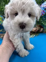 Blizzard , a male Miniature Schnauzer for sale in Inverness Highlands South, FL – 1 of 10