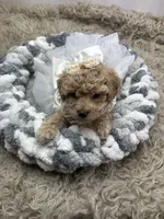 Adele , a female Poodle - Miniature  for sale in Inverness Highlands South, FL – Photo 1 of 5