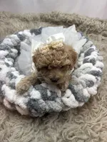 Adele , a female Poodle - Miniature  for sale in Inverness Highlands South, FL – Photo 3 of 5