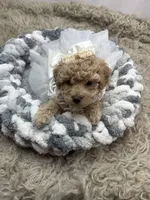 Adele , a female Poodle - Miniature  for sale in Inverness Highlands South, FL – Photo 5 of 5
