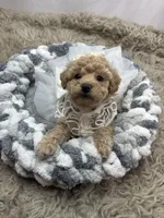 Adele , a female Poodle - Miniature  for sale in Inverness Highlands South, FL – Photo 4 of 5