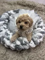 Adele , a female Poodle - Miniature  for sale in Inverness Highlands South, FL – Photo 2 of 5