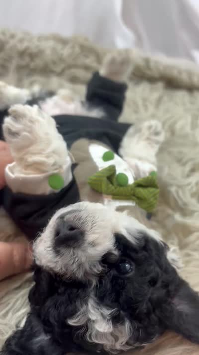 Sampson , a male Poodle - Toy  for sale in Inverness Highlands South, FL – 6 of 6