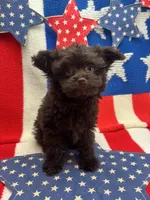 Mikey , a male Pomapoo for sale in Inverness Highlands South, FL – Photo 2 of 5