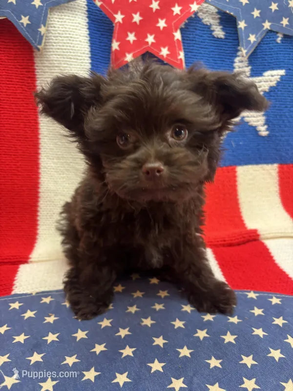 Mikey  – Pomapoo puppy for sale in Inverness Highlands South, FL