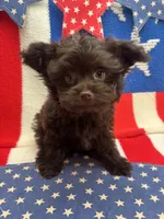 Mikey , a male Pomapoo for sale in Inverness Highlands South, FL – Photo 1 of 5