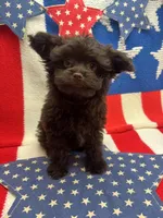 Mikey , a male Pomapoo for sale in Inverness Highlands South, FL – Photo 3 of 5