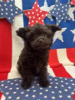 Mikey , a male Pomapoo for sale in Inverness Highlands South, FL – Photo 5 of 5