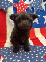 Mikey , a male Pomapoo for sale in Inverness Highlands South, FL – Photo 4 of 5