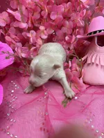 Gemma , a female Pomapoo for sale in Inverness Highlands South, FL – 2 of 4