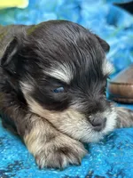 Champion , a male Miniature Schnauzer for sale in Inverness Highlands South, FL – 2 of 5