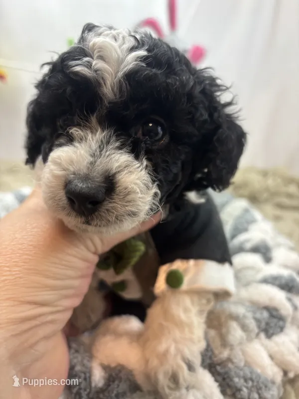 Sampson  – Poodle - Toy  puppy for sale in Inverness Highlands South, FL