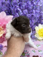 Cupcake , a female Pomeranian and Poodle - Toy  for sale in Inverness Highlands South, FL – 5 of 5